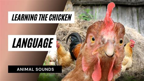 From Vision to Reality - The Future of the Unique Poultry Language
