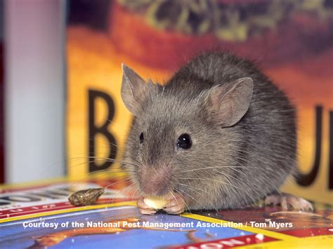 From Whispers to Reality: The Journey of a Grey Rodent