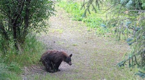 From Woods to Dwelling: The Contentious Discussion Encompassing Tamed Ursine Creatures