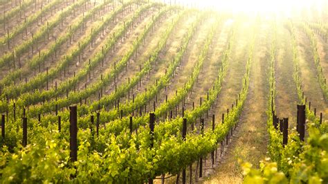 From the Vineyard to the Dream World: What Grapes Can Reveal About Your Future