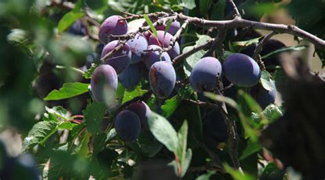 Fruit Trees: Enhancing the Splendor of Your Outdoor Space