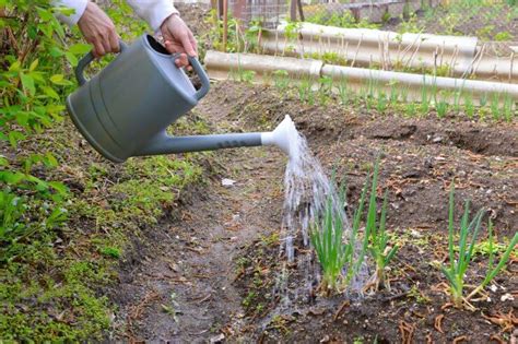 Fulfilling the Thirst: Unveiling Green Onions' Watering Preferences