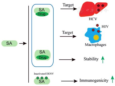 Future Prospects: Research and Development in Combatting Parasitic Infections