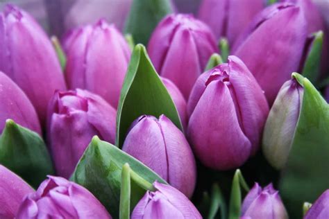 Gardening Tips: Cultivating and Nurturing Your Very Own Tulip Garden