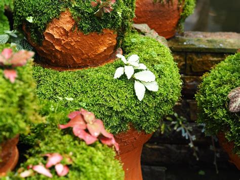 Gardening with Moss: Expert Tips for Cultivating a Thriving Moss Oasis