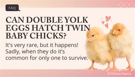 Genetic Curiosity: Exploring the reasons behind the occurrence of double-yolked chicks