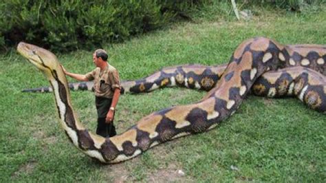 Giants of the Snake World: Exploring the Tremendous Size of Pythons and Anacondas