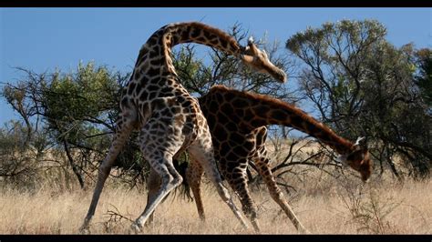 Giraffe Biting as an Expression of Power and Dominance