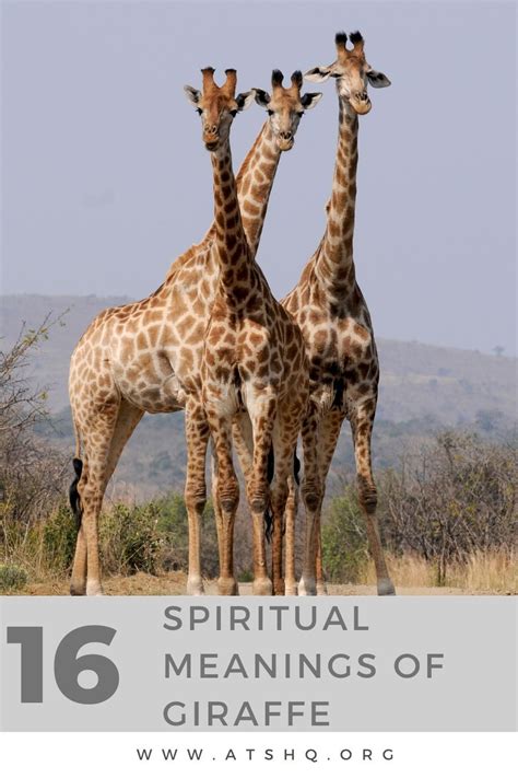 Giraffe symbolism: Traits and characteristics