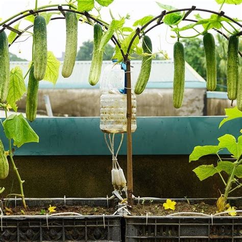 Groundbreaking Method Enables Year-Round Cultivation of Cucumbers