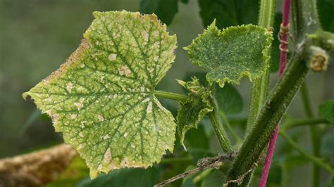 Guarding Cucumber Plants against Pests and Diseases