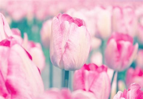 Harnessing the Enigmatic Influence of Tulip Symbolism in Women's Dream Analysis