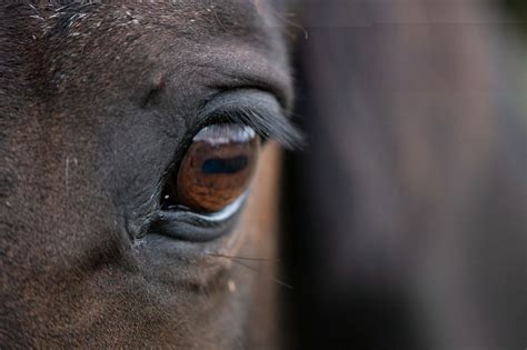 Harnessing the profound potential of a equine vision for self-reflection and personal metamorphosis