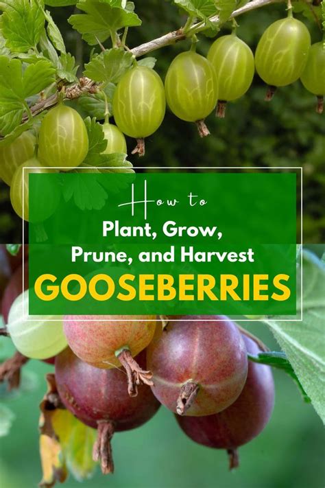 Harvesting and Storing Your Succulent Gooseberries to Preserve their Exquisite Flavor