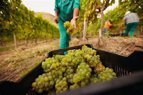 Harvesting the Fruits of Your Labor: When and How to Pick Apples and Grapes