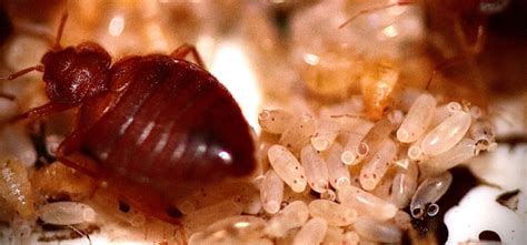 Health Risks and Psychological Impact: The Hazards of Bedbug Infestations