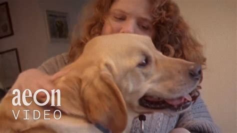 Heart of Gold: The Compassion and Devotion of an Ideal Canine Companion