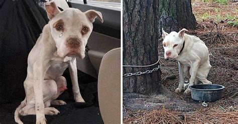 Heartbreaking Reality: The Pain and Suffering Endured by the Tethered Canine