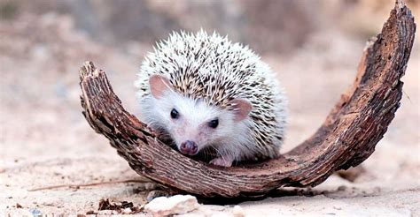 Hedgehog: An Intriguing Creature in Dream Interpretation