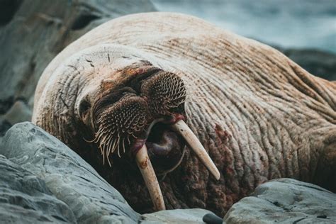 Hidden Wonders: Unveiling the Secret Life of Walruses Underwater