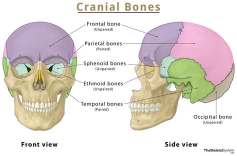 How Can the Use of Headphones Impact the Structure of Your Cranial Bone?