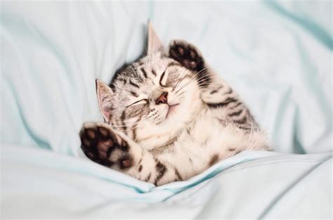 How Cat Dreams Impact Their Behavior and Mood: Insights from Experts