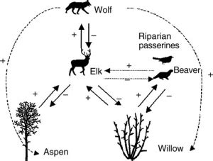 How the Environment Impact Wolves' Dream Content