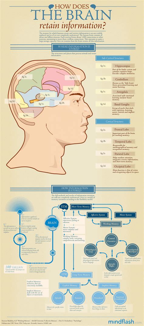 How the Mind Retains Information During Rest