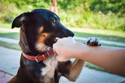 How to Deal with Reoccurring Dreams of Dogs Biting Your Leg