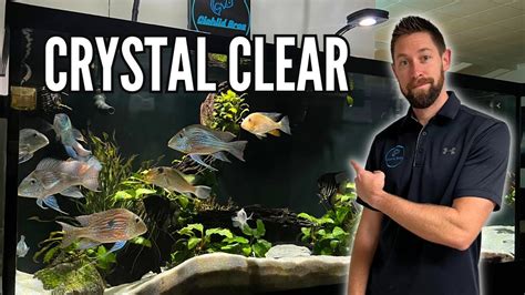 How to Maintain Crystal Clear Water in Your Aquarium