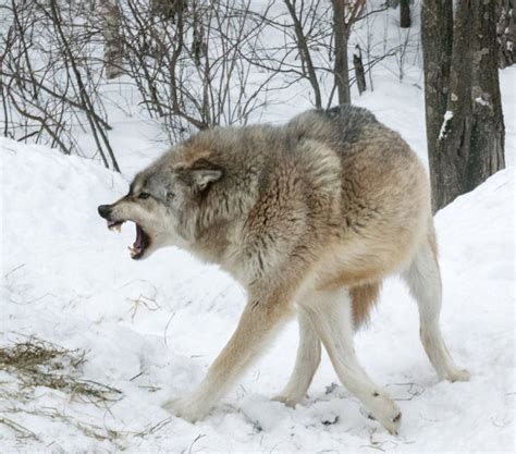 Howl Communication: Unraveling the Enigma of Wolf Language