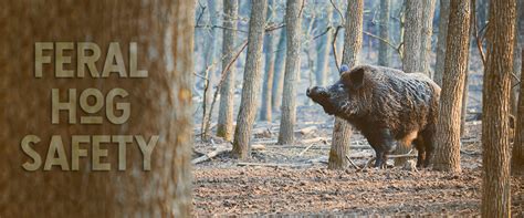 Hunting Safety: Tips to Prevent Encounters with Sleepwalking Feral Pigs