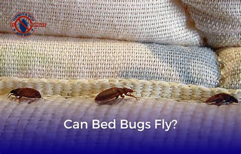 Identifying Bedbug Infestations: Recognizing Indicators of Infestation