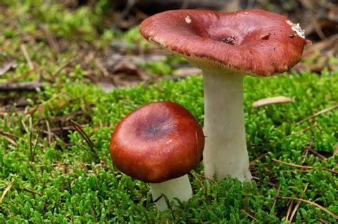 Identifying Yellow-Capped Russulas: Tips and Tricks