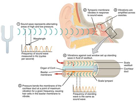 Identifying the Element Responsible for Sound Reception