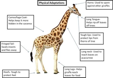 Impact of Dreams on Giraffe Behavior: Does it Influence their Actions?