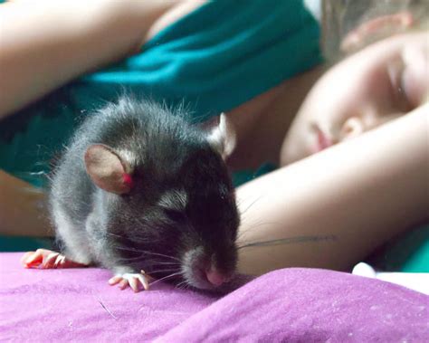 Impacts of Understanding Female Rat Fantasies on Human Sleep Research