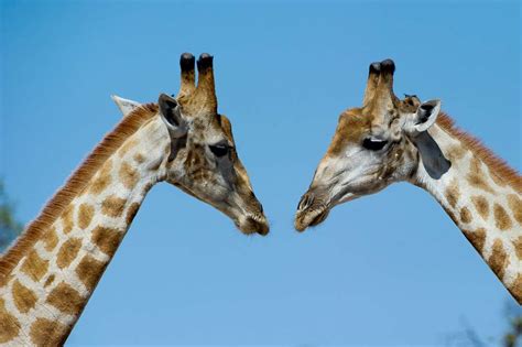 Implications for Giraffe Conservation and Research