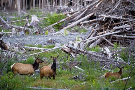 Implications for Wildlife Conservation: Urbanization and Loss of Natural Habitat