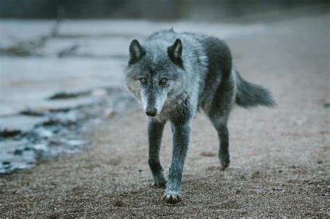 Implications on the Waking World: How the Vision of an Enormous Canid Can Influence Our Daily Lives