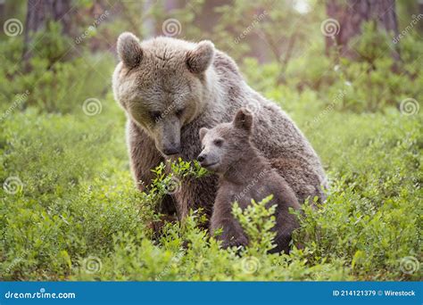 Incredible Moments with the Protective Mother Bear