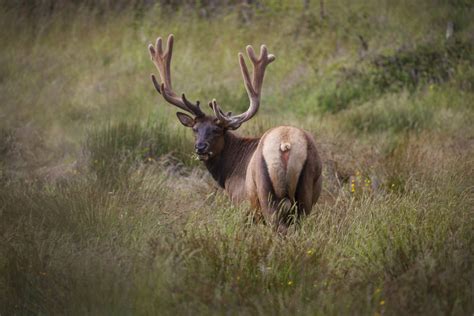 Incredible Sighting: Imposing Elk Spotted Amidst the Majestic Slobodskoy Woodlands