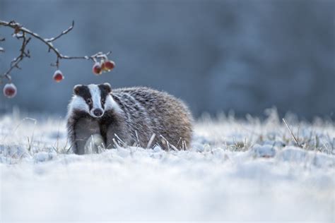 Indications of Badger Activity in Winter Terrain