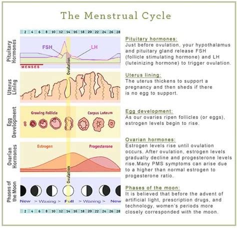 Indicators of a Healthy Menstrual Cycle