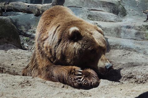 Indulge in the Warmth: Hibernation and a Bear's Longing for Coziness