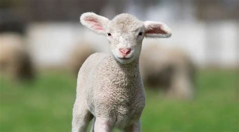 Insights from Sheep Psychology: Interpreting the Fantasies of a Young Lamb