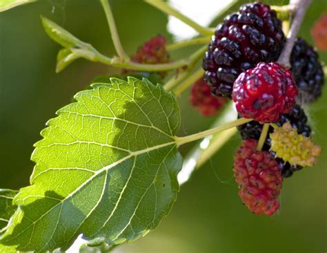 Insights into Common Dream Scenarios Involving Mulberry Berries