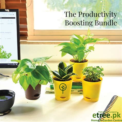 Inspiring Creativity and Productivity with Indoor Plants