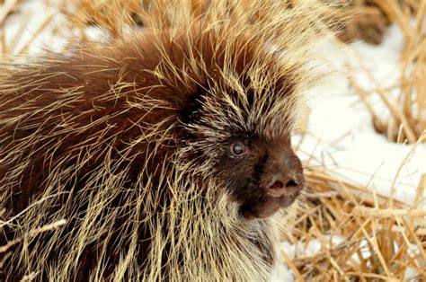 Inspiring Others: The Legacy of the Resourceful Porcupine's Project