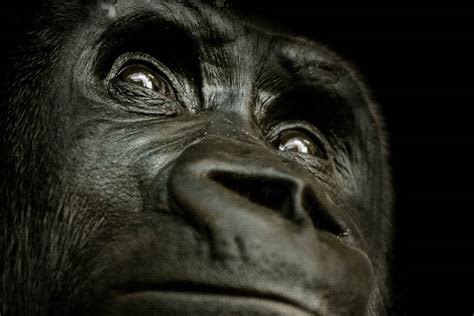 Inspiring tales of gorillas who achieved remarkable feats